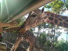 -清迈夜间动物园