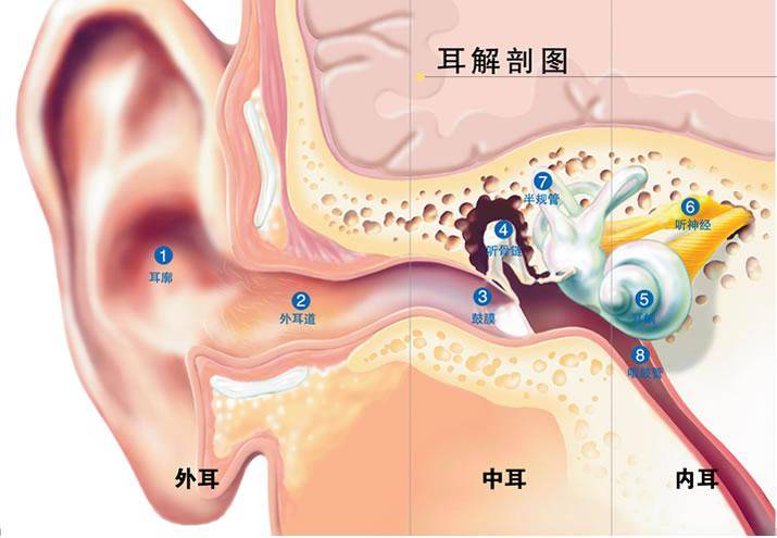 外耳道组成图片