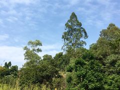 -火炉山森林公园