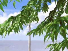-上海滨江森林公园