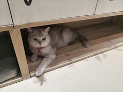 -藏猫猫咖啡主题馆(中央大道店)