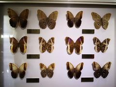 -上海昆虫博物馆