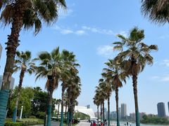 -金沙湖公园