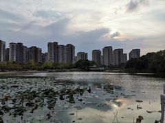 -新江湾城公园