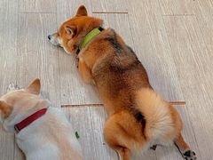 -柴犬高等学院·狗咖·柴犬售卖·宠物训练