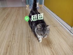 -小部落•刺青•穿孔饰品•海娜纹身