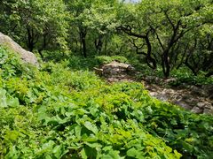 -阳台山自然风景区