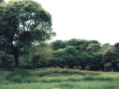 -贡湖湾湿地公园