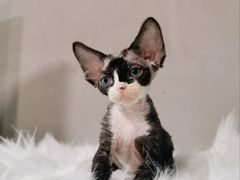 -70cat德文卷毛猫·缅因猫纯种猫舍