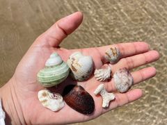 -贝壳沙滩