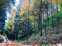 -山王坪喀斯特国家生态公园
