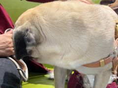 -北京派仕佳德动物医院·超导核磁·CT·神经科·骨科·内外科·急重症管理中心