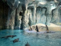 -帝企鹅自助餐厅•儿童岛•真企鹅(长隆企鹅酒店)