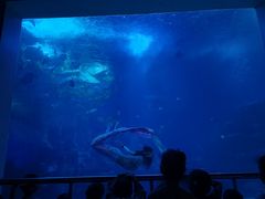 -太平洋海底世界