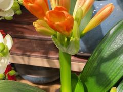 -双季花艺园艺市场(浦东店)