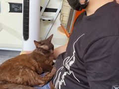 -喵屿·大理花园猫咖