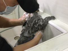 在洗澡-酷狗靓猫宠物·洗护·美容·寄养(航北路店)