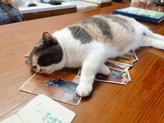 -有猫主题·治愈系猫咖(曾厝垵店)