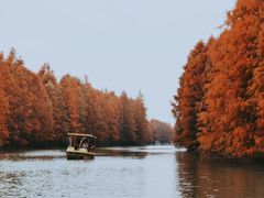 -上海海湾国家森林公园