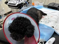 -美联众合动物医院·24h转诊中心