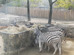 -上海野生动物园
