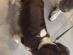 -帕帕拉兹宠物(亚洲旗舰店)