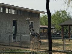 -石家庄市动物园