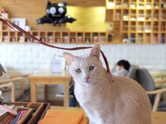 -猫咖时代(中山亭店)