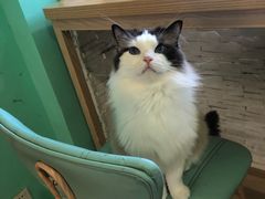 -猫在这儿猫咪咖啡馆·撸猫馆