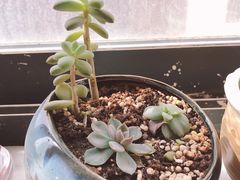 -秦美花卉(天朗·莱茵小城2期店)