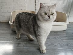 -喵屿·大理花园猫咖