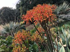 -墨尔本皇家植物园