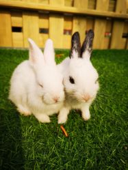 -萌宠亲子动物乐园(槐房万达店)