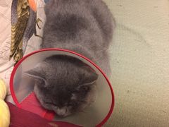 -康乐宝动物医院