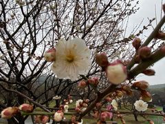 -香雪海