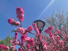 -海棠花溪(元大都城垣遗址公园)