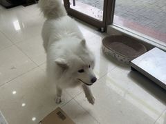 -瑞鹏宠物医院·夜间急症·心超·猫科(祖庙分店)