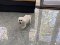 -艾贝尔宠物医院·宠保定点·超声绝育·免疫点(樱花路店)