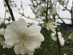 -南国桃园旅游度假区