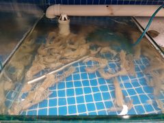 -蟹谢蒸鲜自助餐厅
