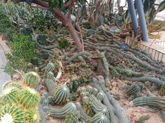 -深圳仙湖植物园