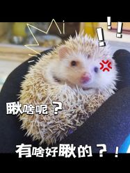 -神奇动物撸宠馆·羊驼·小浣熊·异宠(豫园店)