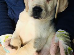 -翊宠yipet猫狗购宠庄园犬舍•猫舍