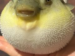 -肆月河豚·淮扬菜·湘菜(华天店)