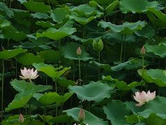 -荔湾湖公园