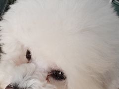 -瑞派·关忠动物医院·猫专科·犬专科(三环新城店)