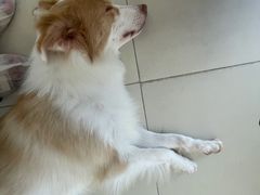 -怪兽屋·羊驼·猫咖·狗咖(俊华广场店)