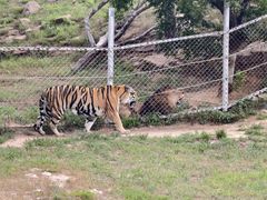 -西霞口神雕山野生动物世界