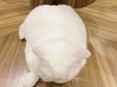 -飞行喵MR PILOT|猫舍·猫咖(静安大融城店)