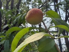 -金鸡湖桃花岛